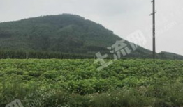 广西土地爆料最新消息今天,最新爆料揭示土地市场新动向”